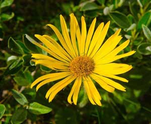 Fundamentals of pharmacology - arnica flower